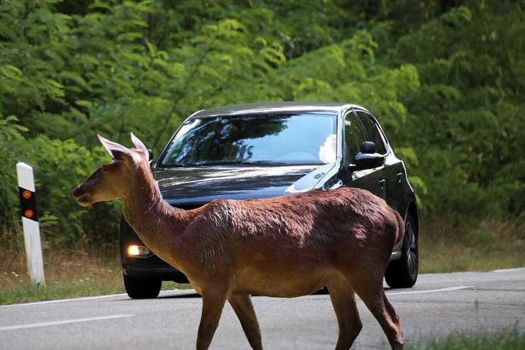Cosa rischia chi investe un animale selvatico e scappa? (Foto Adobe Stock)
