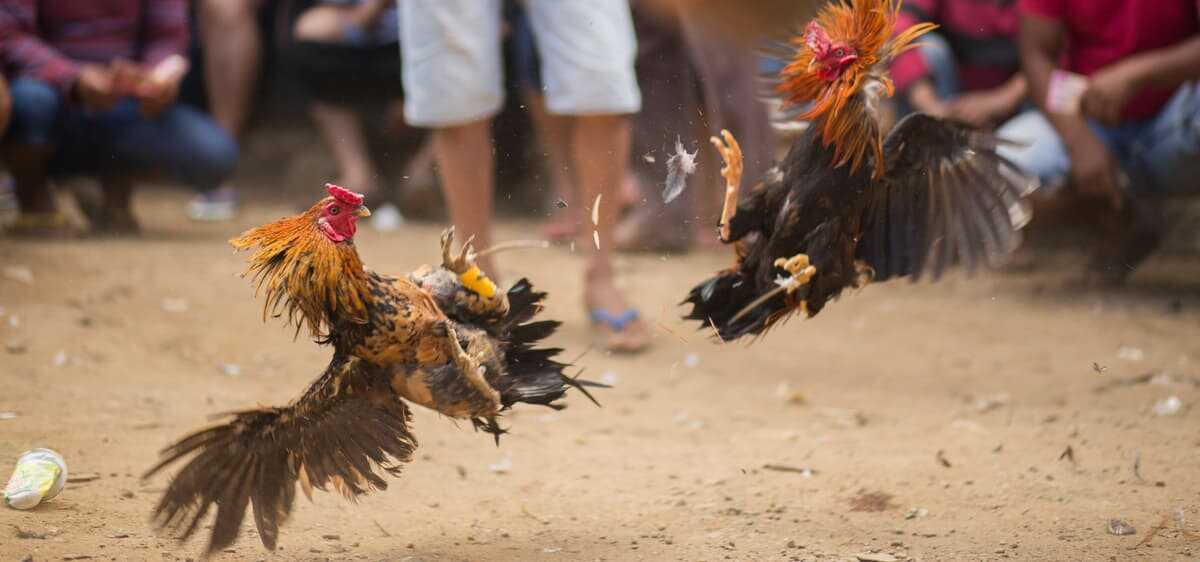 Divieto di combattimento tra animali (Foto Adobe Stock)