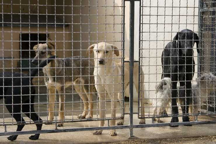 Cani in gabbia (Foto Adobe Stock)