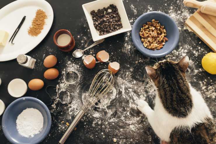 Biscotti per gatti all'erba gatta