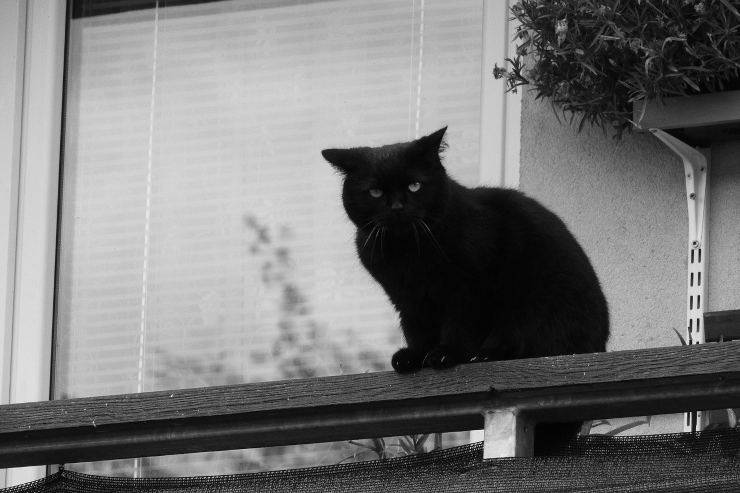 Gatto nero