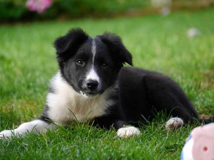 Qual è il cibo preferito del cane? (Foto Pixabay)