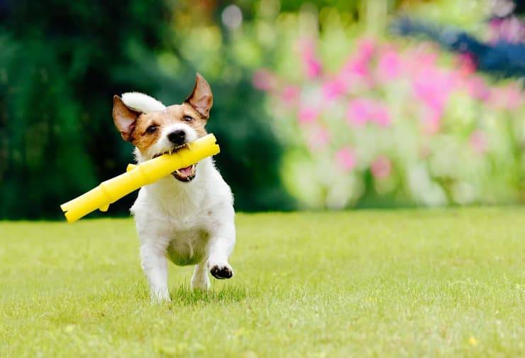 perché il cane insegue gli uccelli Come insegnare il riporto al cane (Foto Adobe Stock)