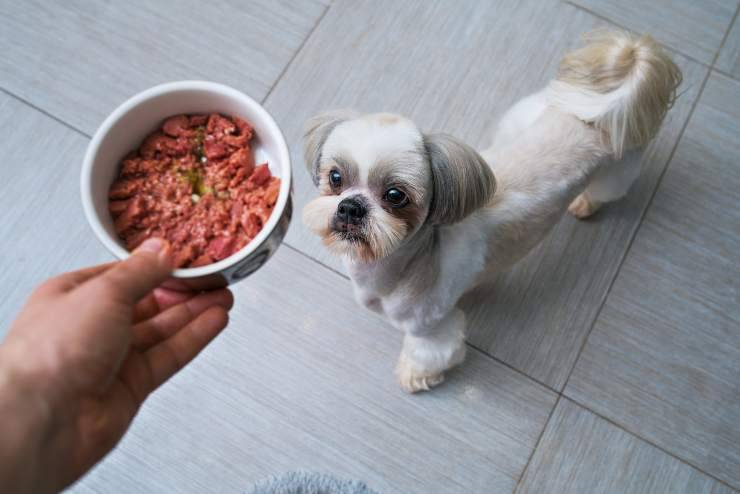 Carenza o eccesso di vitamina A nel cane