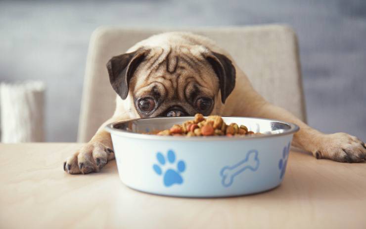 alimentazione del carlino