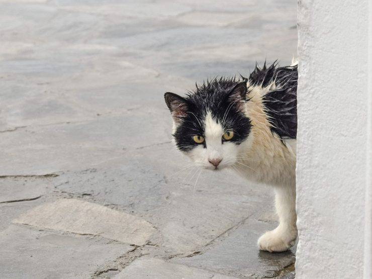 Micio