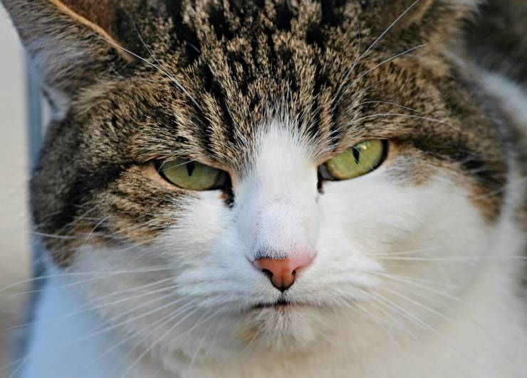 gatto cattivo