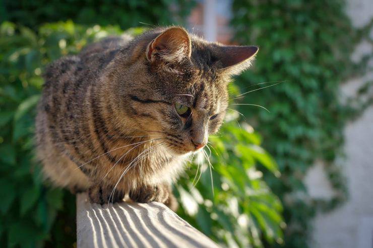 Il gatto cammina sulla ringhiera