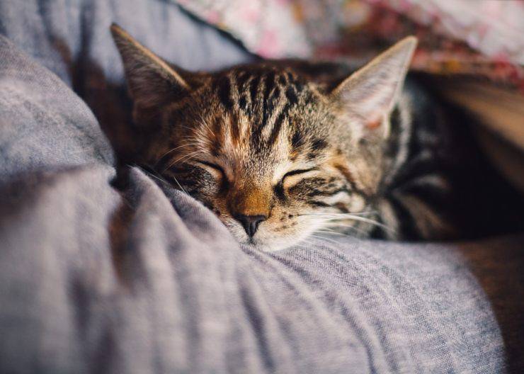 Vivere in città con un gatto