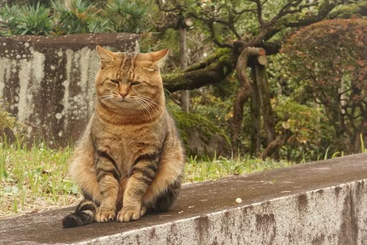gatto triste