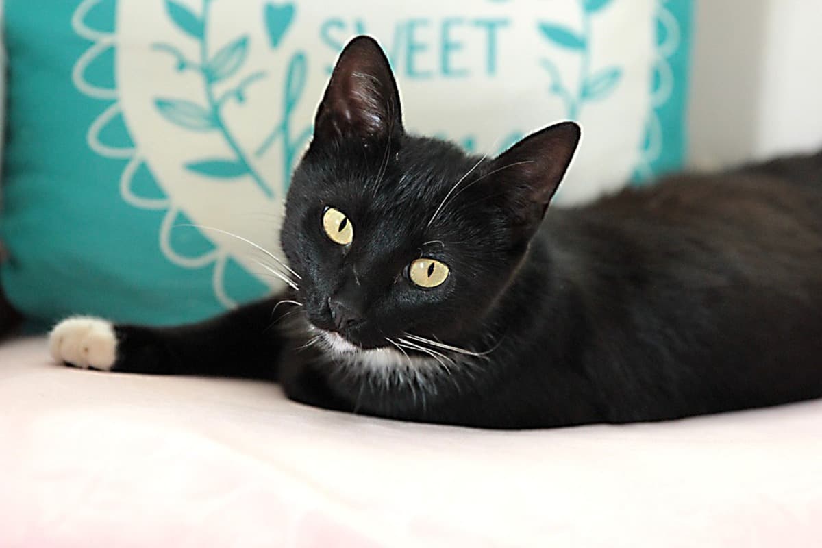 Il gatto può essere pignorato? (Foto PIxabay)