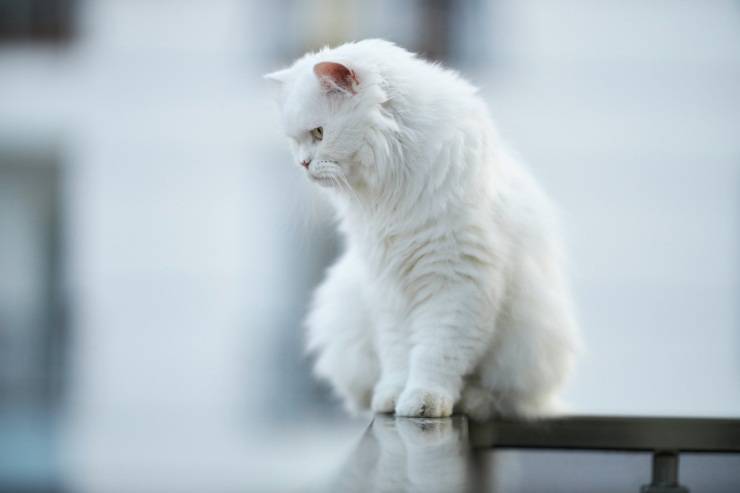 Il gatto cammina sulla ringhiera