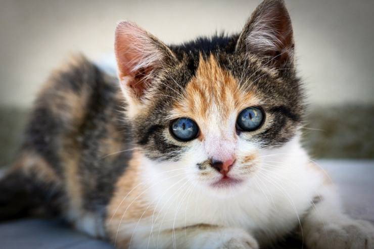 gattino colorato