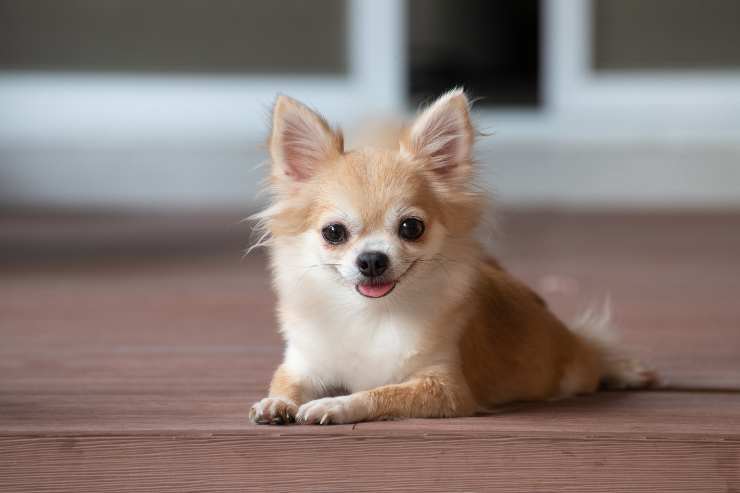 Curiosità sul Chihuahua