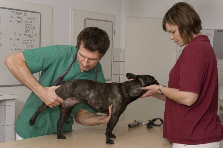 displasia dell'anca nel cane
