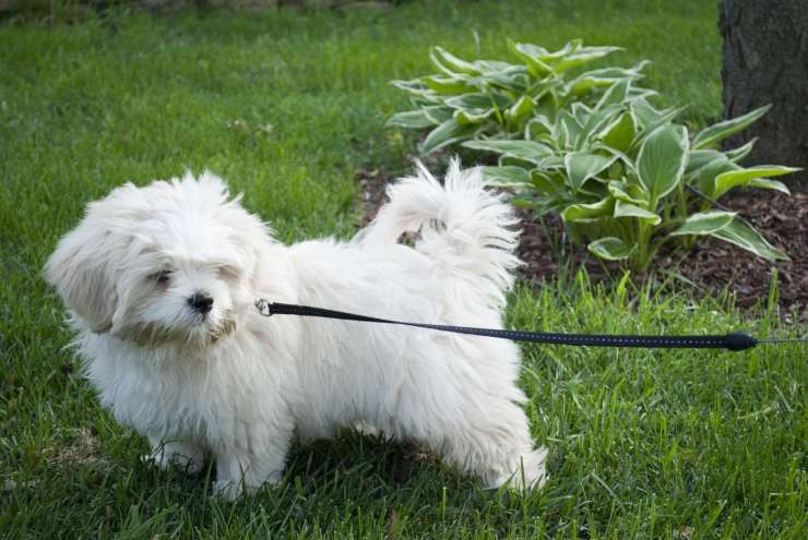 Il cane cucciolo attacca