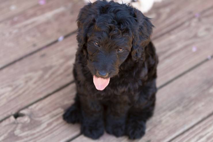 cane nero