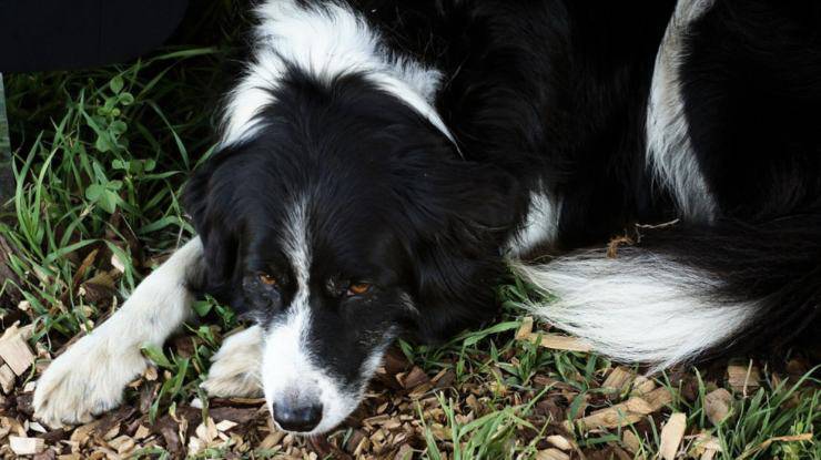 cane battito cardiaco