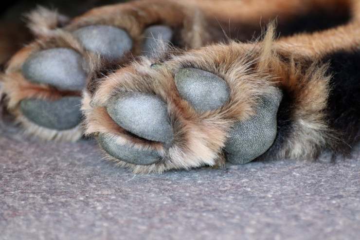 trascina cane