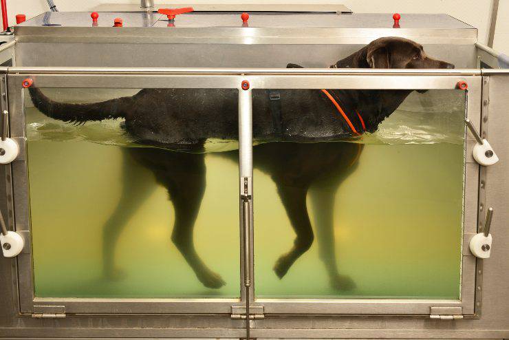 fisioterapia per il cane