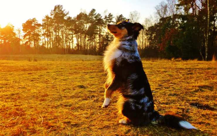 Addestrare il cane a eseguire i comandi