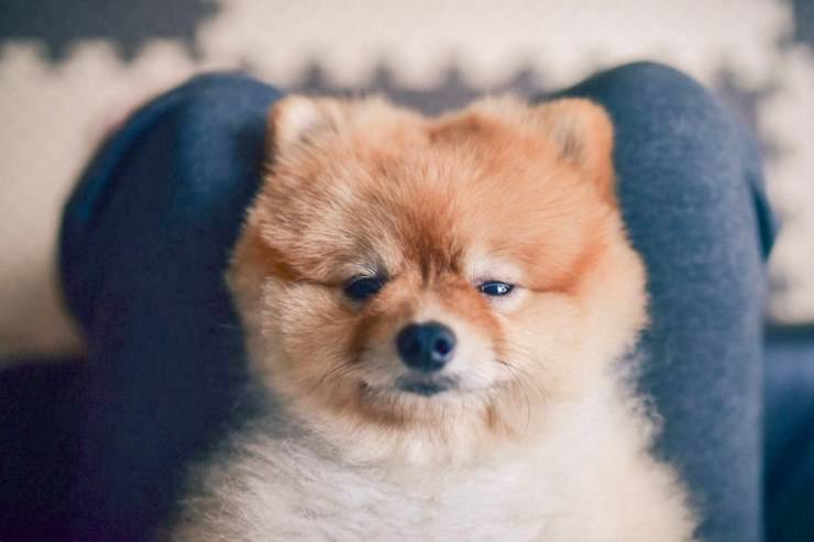 Il cane cammina per casa di notte invece di dormire: come intervenire
