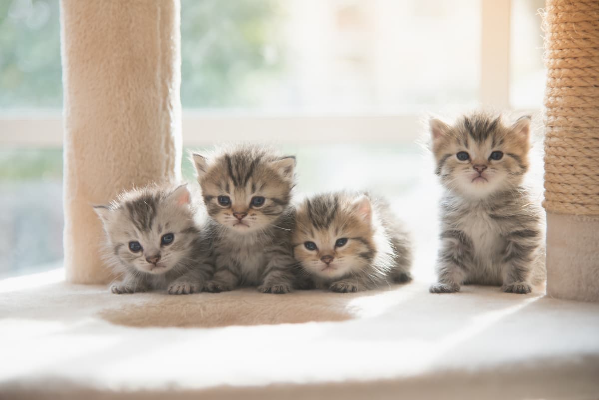 Come diventare allevatore di gatti (Foto Adobe Stock)