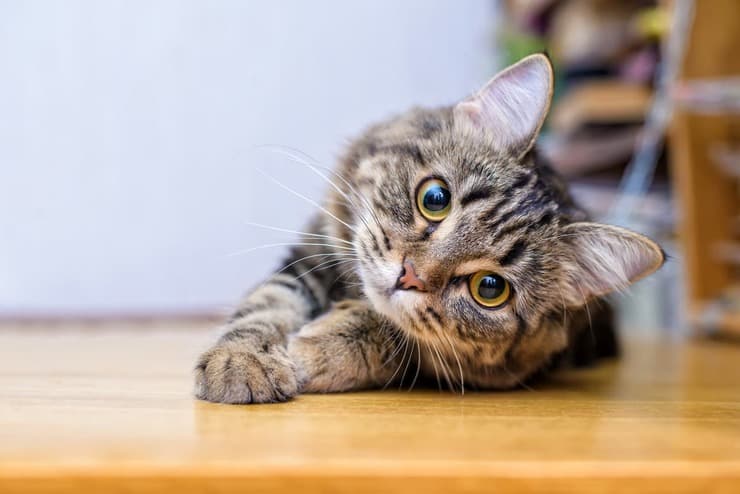 L'organo di Jacobson nel gatto (Foto Adobe Stock)