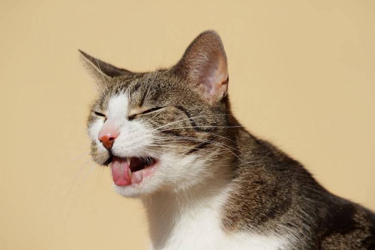 gatto