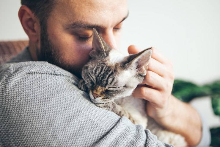 gatto dorme sul petto del padrone