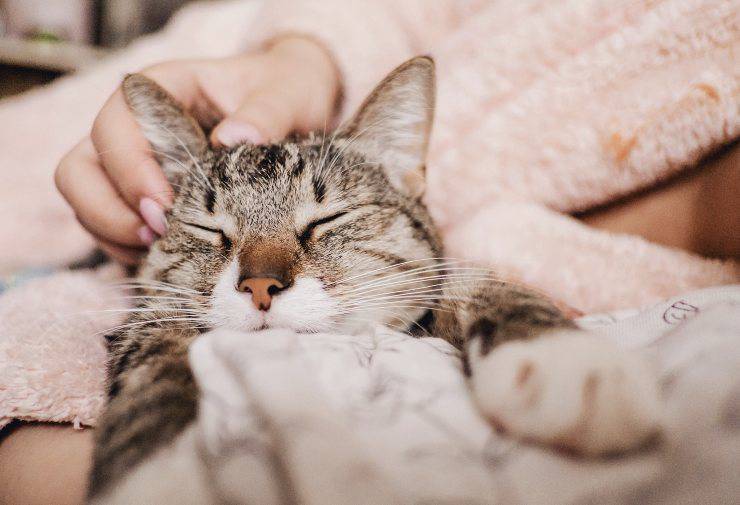 gatto dorme sul petto del padrone