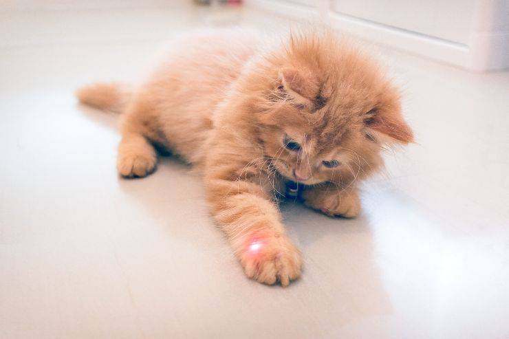 perché il gatto gratta a terra