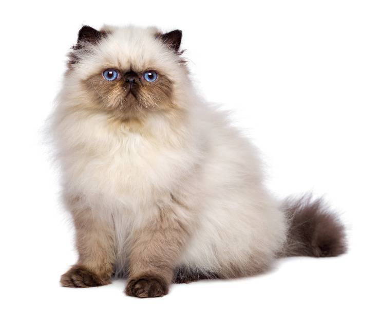 gatto persiano