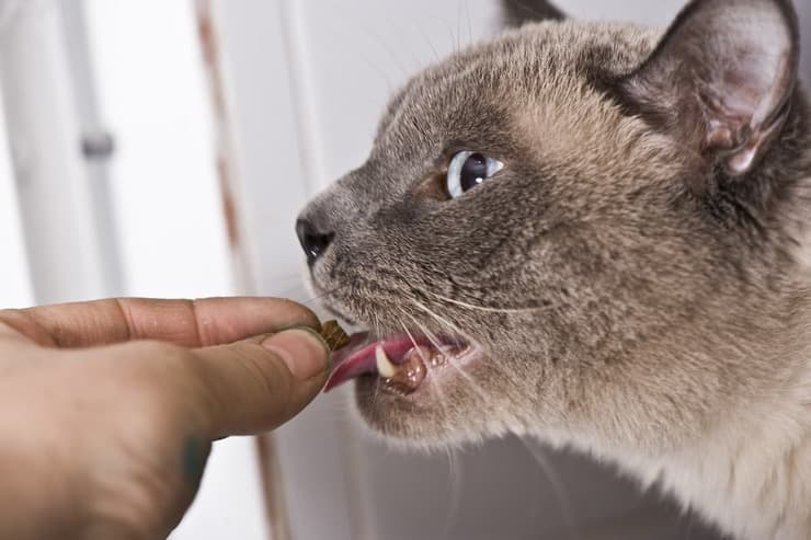 Fermenti lattici per il gatto (Foto Adobe Stock)