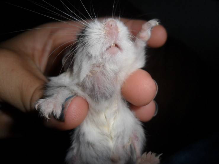 Criceto con tumore (foto Backyardchickens.com)