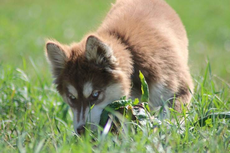 Il cane cucciolo attacca