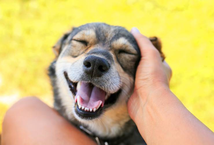 il cane abbassa le orecchie quando lo accarezzi