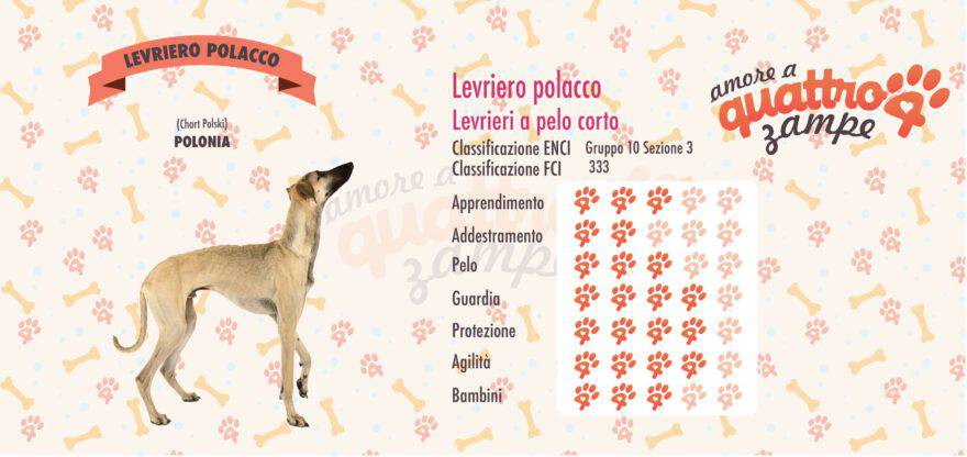 Levriero polacco scheda razza