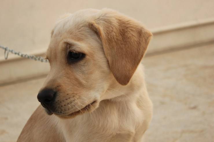 Cucciolo di Labrador
