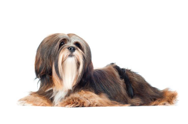 lhasa apso adulto 