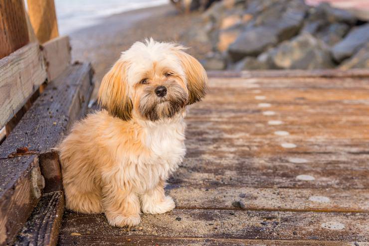 lhasa apso cucciolo