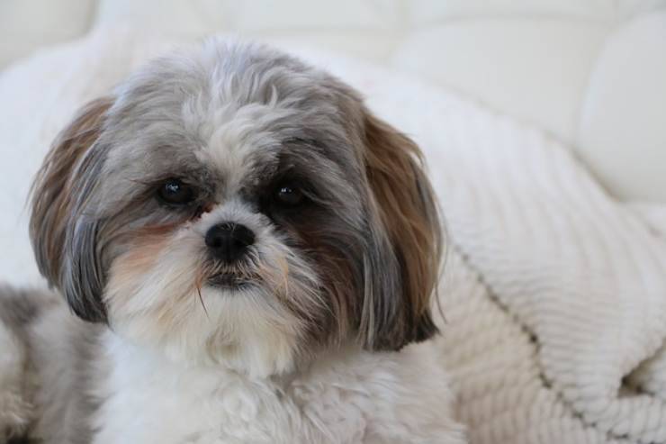 Shih tzu