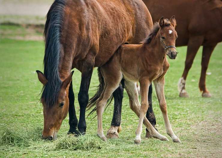 Puledro con la mamma (foto Pixabay)