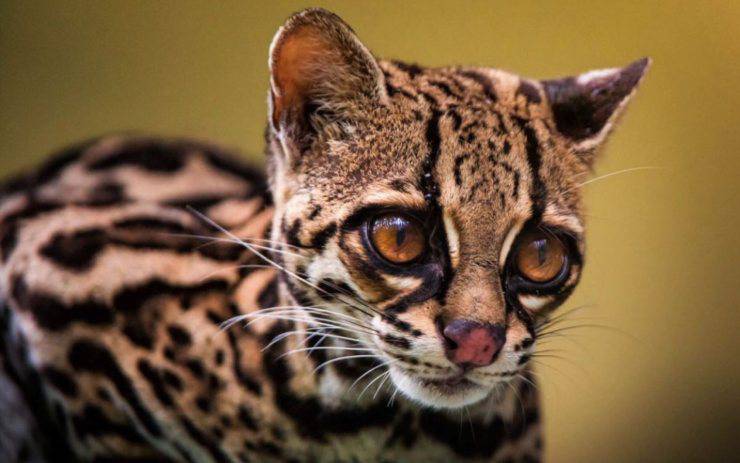 Margay o gatto di Wied