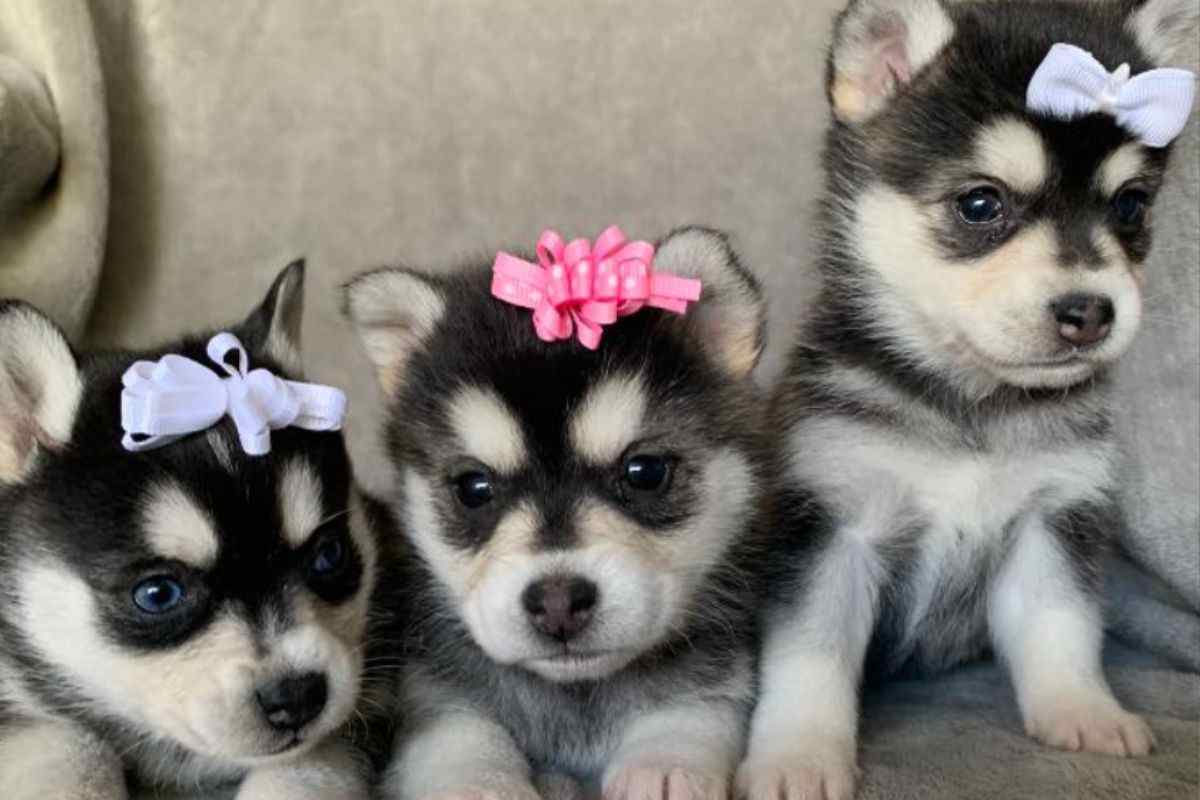 mini husky
