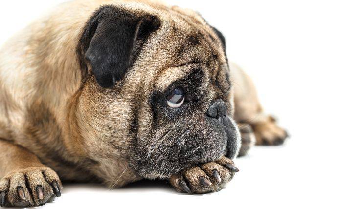 Neosporosi nel cane
