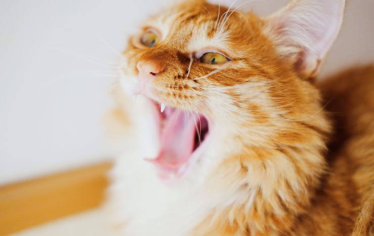 gatto vomita
