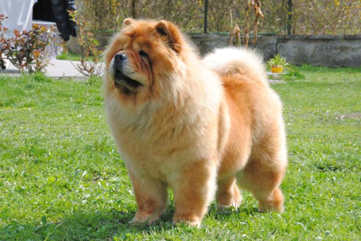 Razze di cani cinesi: il Chow Chow