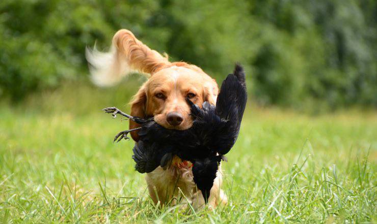 cane con preda