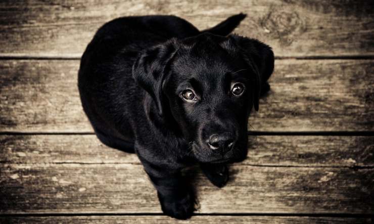 cane figlia